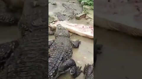 Crocodile eating Pork Crockle #shorts #crocodile #pork