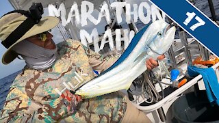 MAHI MAHI MAHI - Marathon Key Produces on Mahi and Snowy Grouper