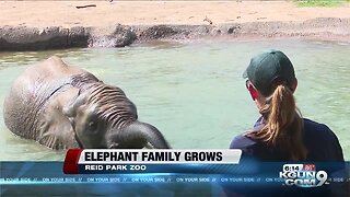 Elephant family thrives in Tucson