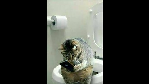 Cat using toilet and Flushes