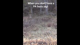 Big PA buck up and cruising. To bad I didn't have a PA buck tag. #pahunting #hunting #whitetail