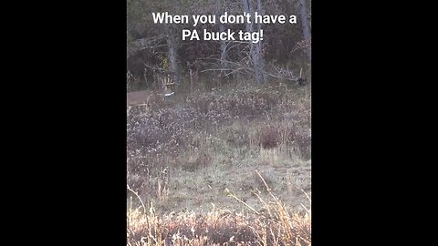 Big PA buck up and cruising. To bad I didn't have a PA buck tag. #pahunting #hunting #whitetail