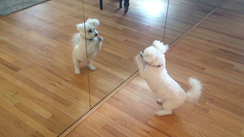 A Cute Puppy Plays With Himself In A Mirror