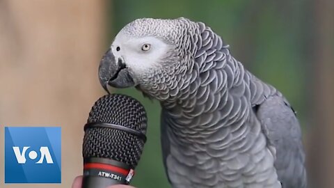 Talking Parrot