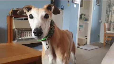 Greyhound barks silently to get attention