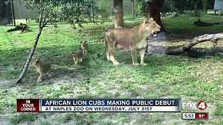 Naples Zoo debut African lion cubs