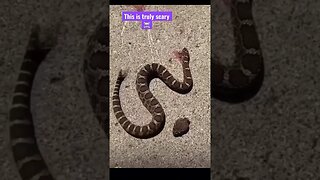 Decapitated Snake BITES OWN BODY!