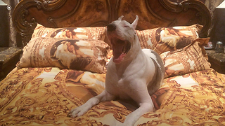 Deaf Great Dane refuses to get out of bed