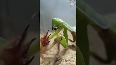 Camel spider VS Praying mantis