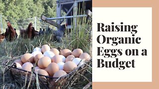 Raising Chickens for Organic Eggs without breaking the BANK