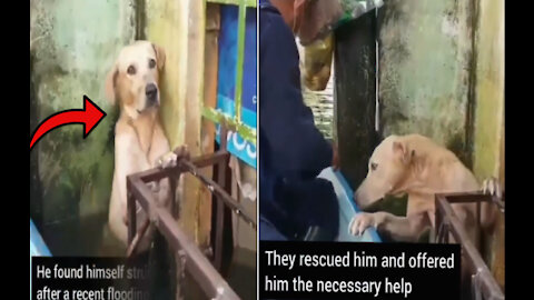 Dog's face at the end will melt your heart 😭❤️