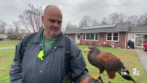 Ellicott City falconer gets Christmas miracle