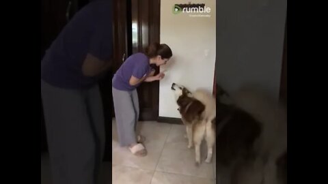 Husky refuses to be lectured after bad behavior his owner #shorts