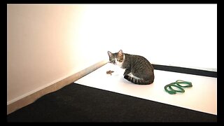 Cat Attacked by Snake