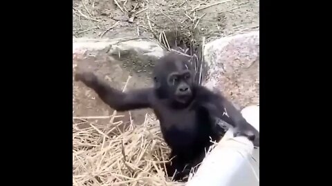 Monkey kid playing with himself