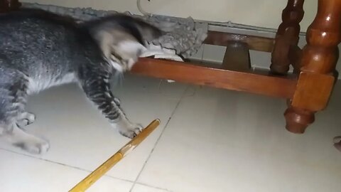 Paws and Play: Semba the Cat in Action