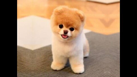 Cute and Funny Pomeranian Videos 131