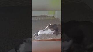 Animals fun #funny #animals #video #shorts #pets #trending