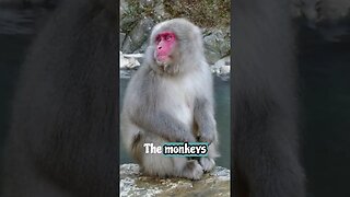 Truth about Japanese Snow Monkeys in Hot Springs