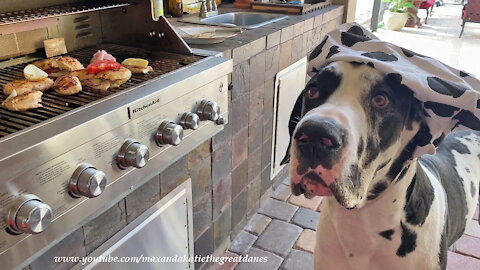 Chef Mikey The Harlequin Great Dane Checks Out BBQ Chicken Cordon Bleu