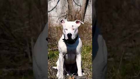 #shortvideo #amstaff #viral #amstafflove #goodvibes #dayz