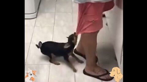 # Puppy Pulling the boy's Pant #