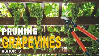 How to Prune Grapevines #SHORTS