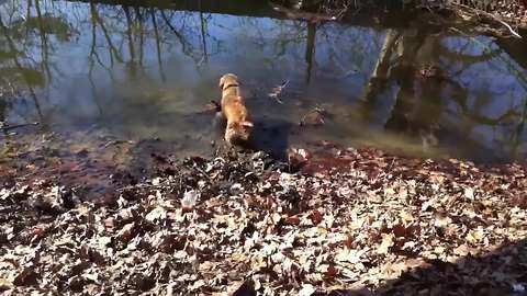 Golden Retriever beyond ecstatic to be playing in mud