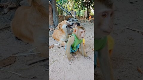 Baby monkey playing with dog.