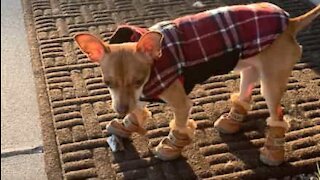 Un chihuahua pas très convaincu par ses chaussures