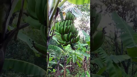 cek kekebun pisang mencari pisang matang