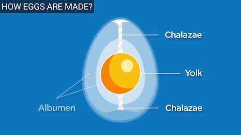 How eggs are formed inside the chicken body