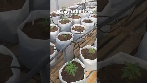 First round of plants in the greenhouse let the pheno hunting begin!