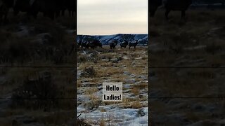 Hello Ladies! #elk #cowelk #winterrange #wyoming #shortsvideo #shortsfeed #hunting #elkhunting #life