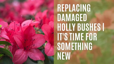 Replacing Damaged Holly Bushes | It's Time for Something New