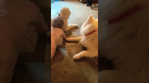 Baby playing with Doggies