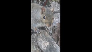 Happy squirrel