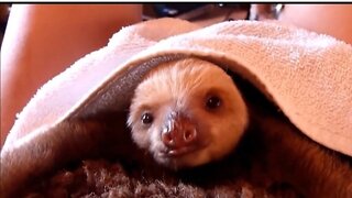 Cute baby sloths