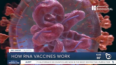 How the RNA vaccines from Moderna and Pfizer work