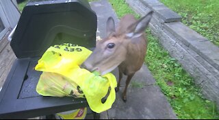 Deer too excited to wait