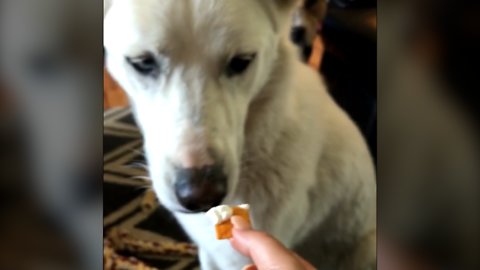 Spoiled Pup Eats Only Crackers Dipped In Cream Cheese