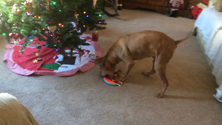 Dog instinctively knows to open Christmas presents