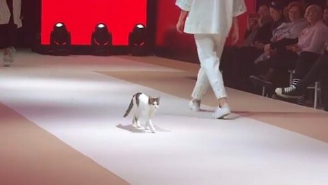 Stray Cat Invades Fashion Show And Teaches Models How To Catwalk