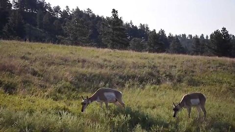 Pronghorn Stock Footage