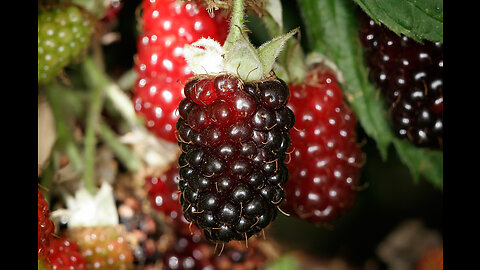 Boysenberry: The European Cross Fruit. Top 10 Health Benefits