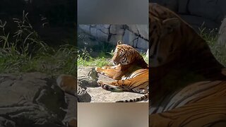 Tiger Caught in a Yawn-Tastic moment 🐅🐯🤣#animalsfunny #animalshorts #animals #tiger #tigers