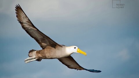 Explore Interesting Facts About Albatross