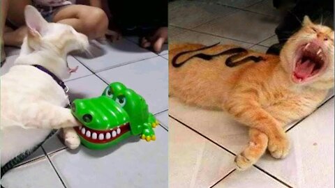 Cat Reaction to Cat Toy - Funny Cat Toy Reaction Compilation