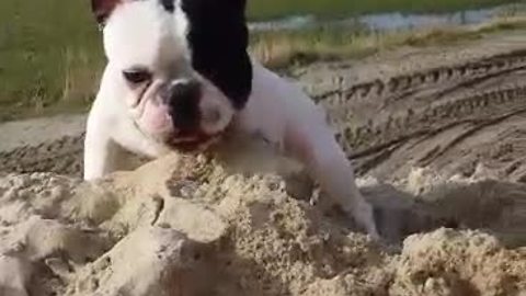 French Bulldog puppy ecstatic to be playing in sand