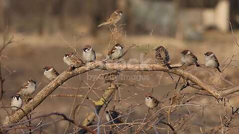 Lost sparrow